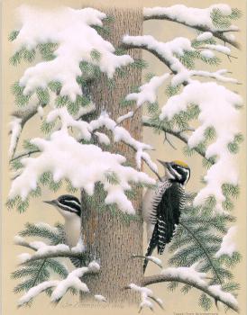 威廉 齊默曼 Three-toed Woodpecker